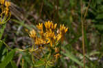 Butterfly milkweed